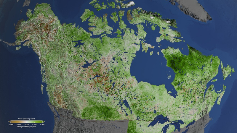 Satellite data since the 1980s indicate a widespread greening across Canada and Alaska, which is related to the rapid warming trend in this part of the world. Green colors indicate an increase while brown colors indicate a decrease. Image: NASA/GSFC/Scientific Visualization Studio/Cindy Starr